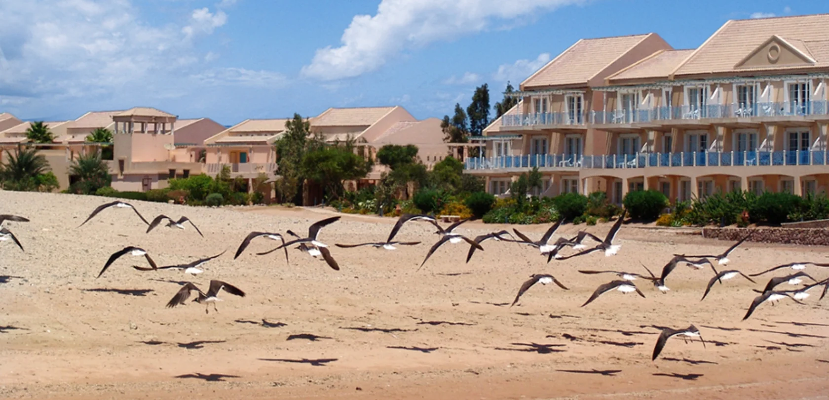 Birds flying with Hotel Mövenpick in the background.